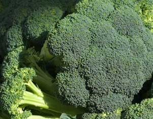 Broccoli