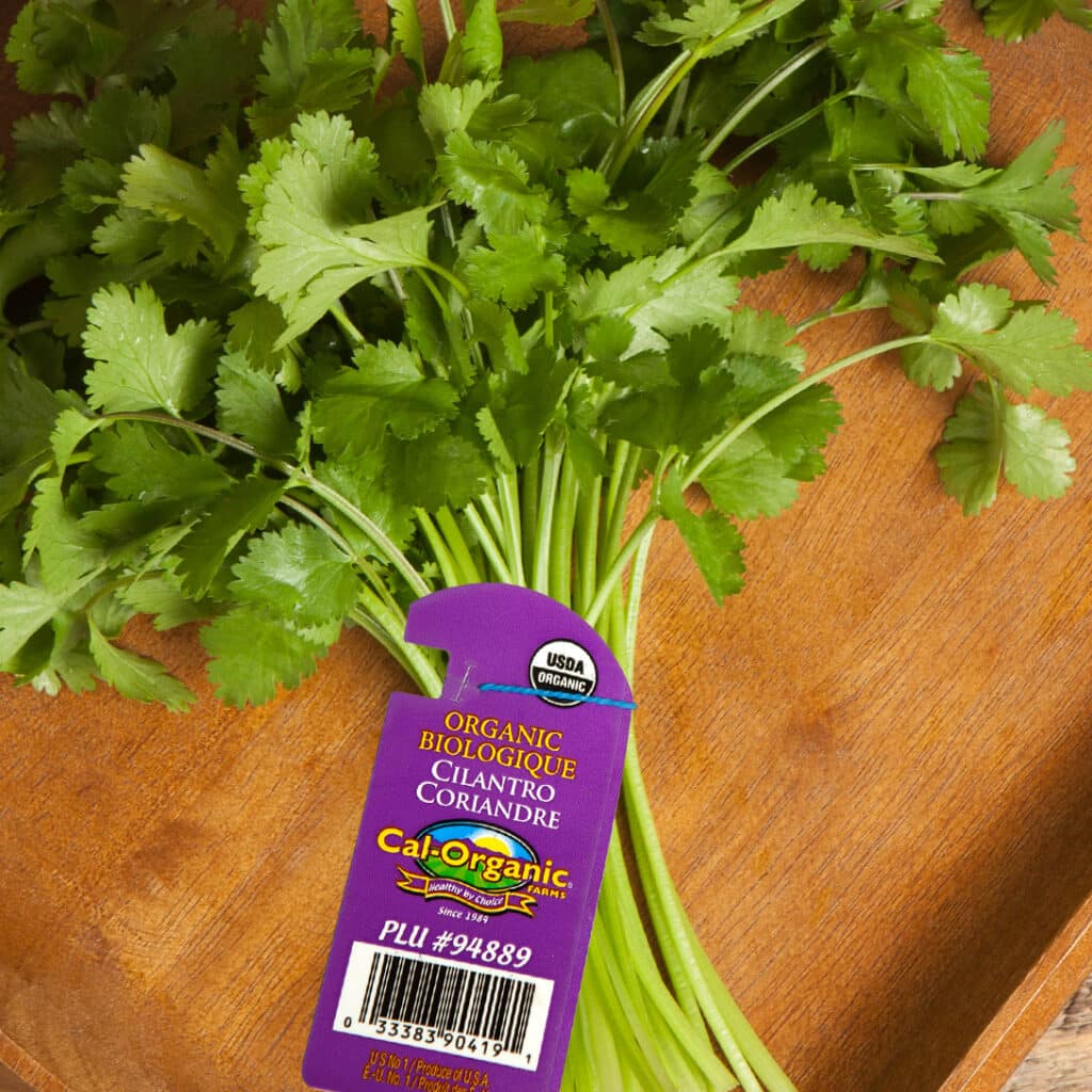 Cilantro