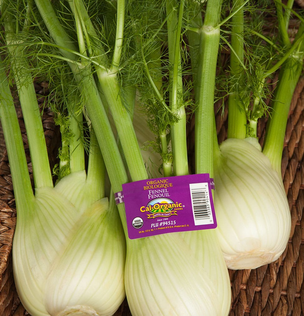 Fennel