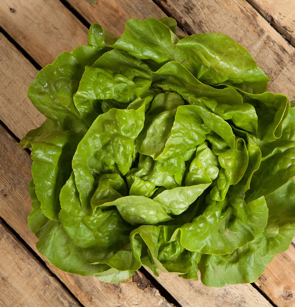 Green Butter Leaf Lettuce
