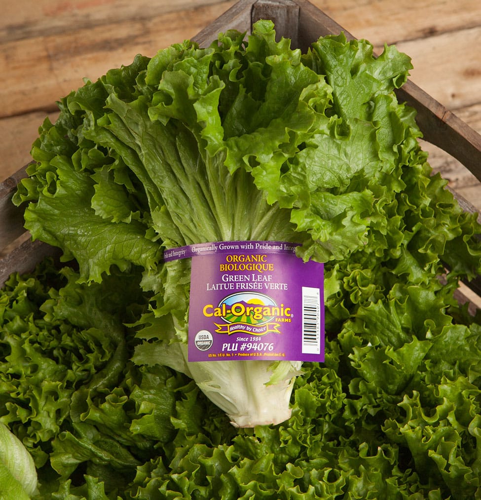 Green Leaf Lettuce