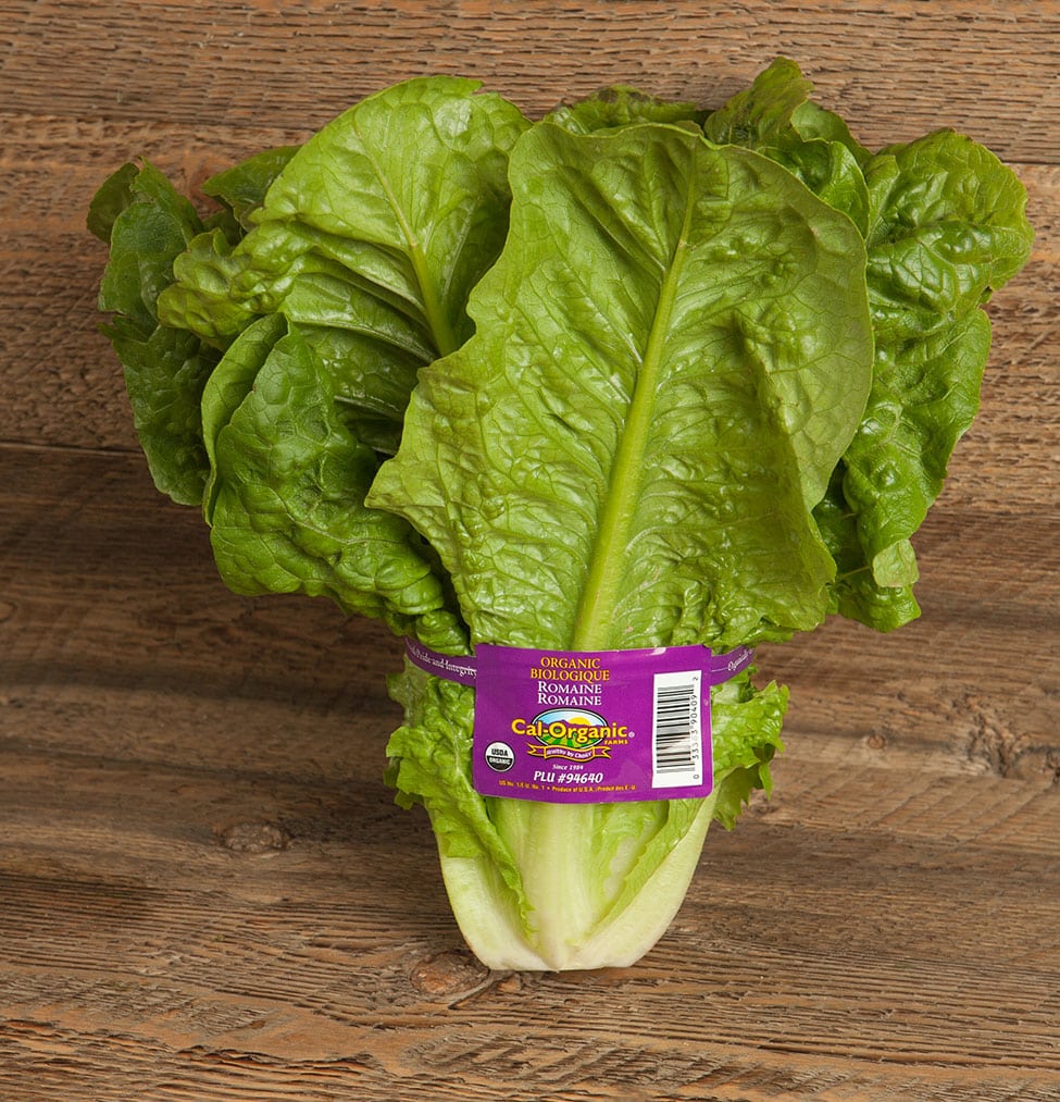 Green Romaine Lettuce