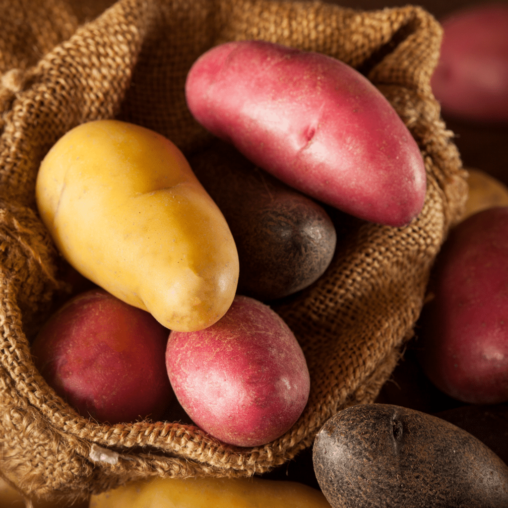 Rainbow Fingerling Potatoes