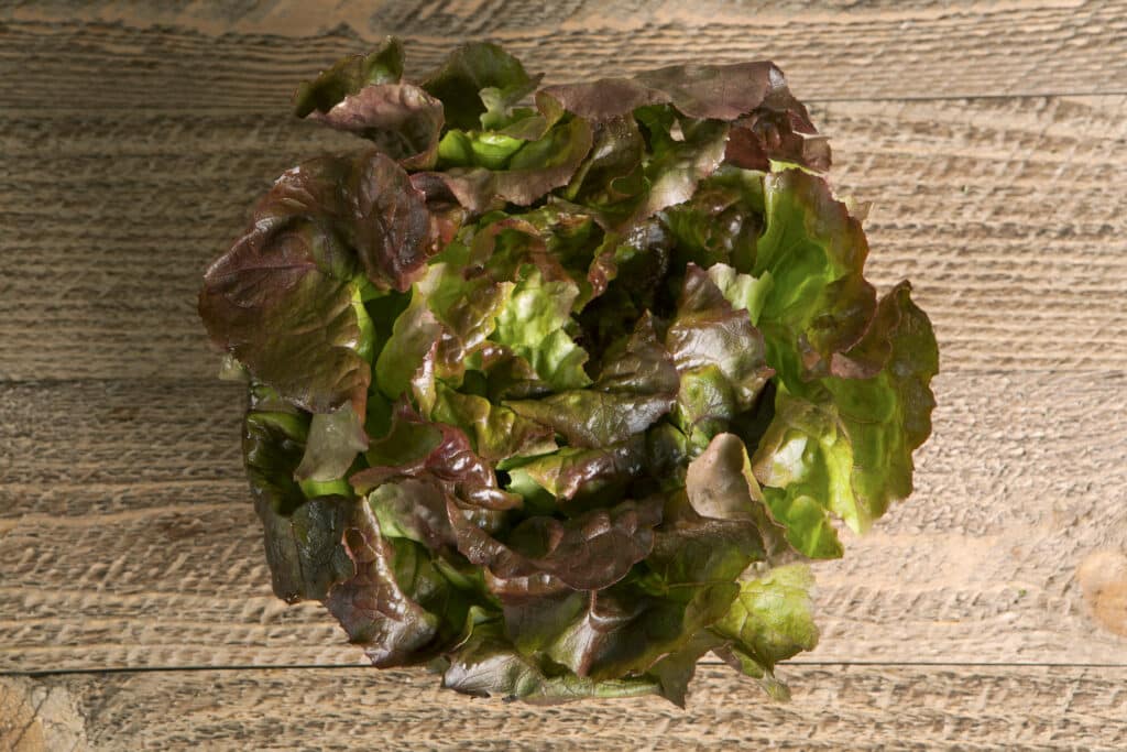 Red Butter Leaf Lettuce