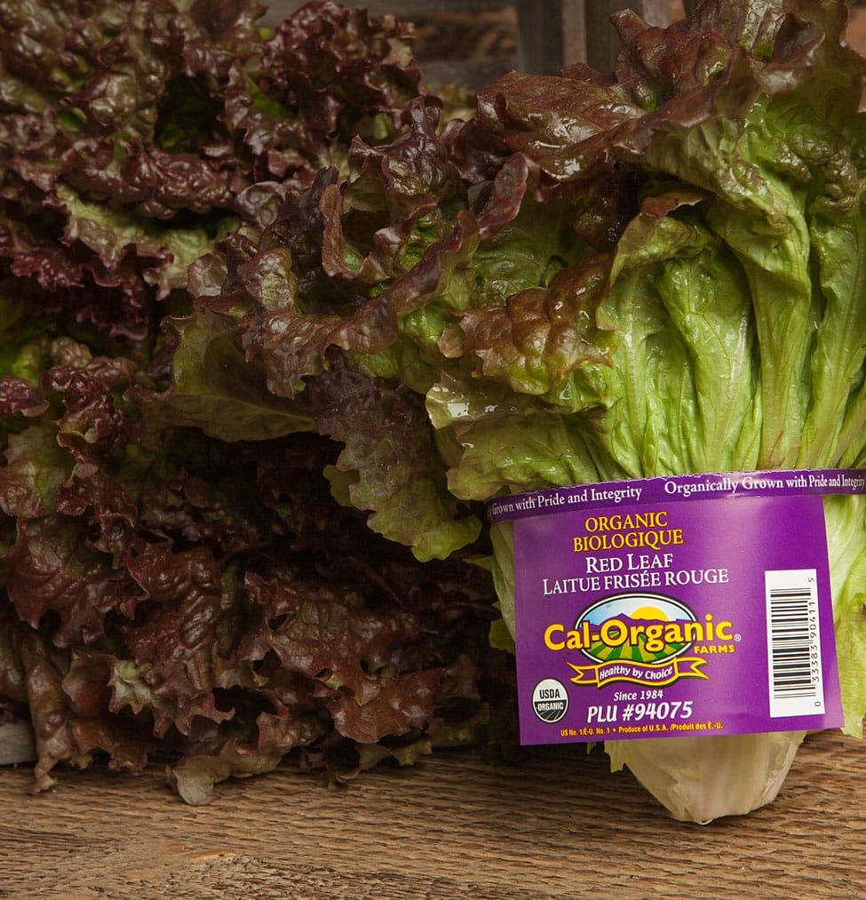 Red Leaf Lettuce