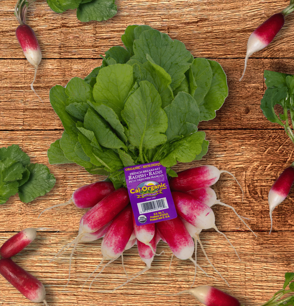 French Breakfast Radish